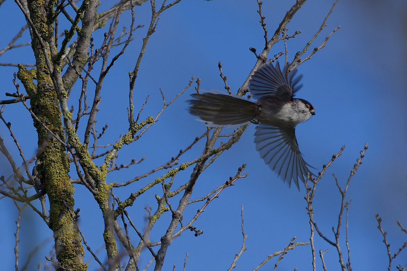 Orite a longue queue.jpg